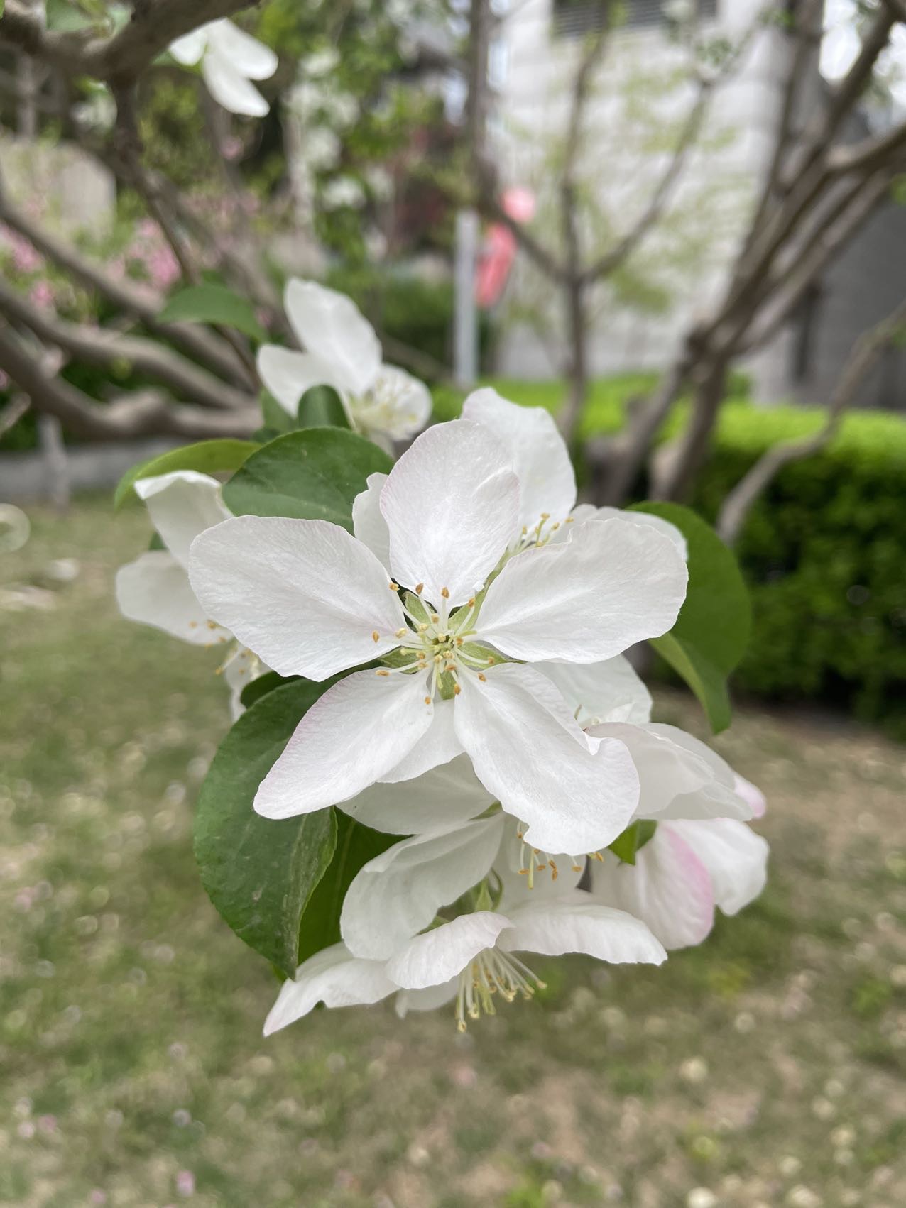 秦本真